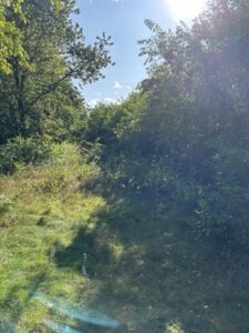 Leśna wioska - deweloperskie osiedle domów - prywatny las