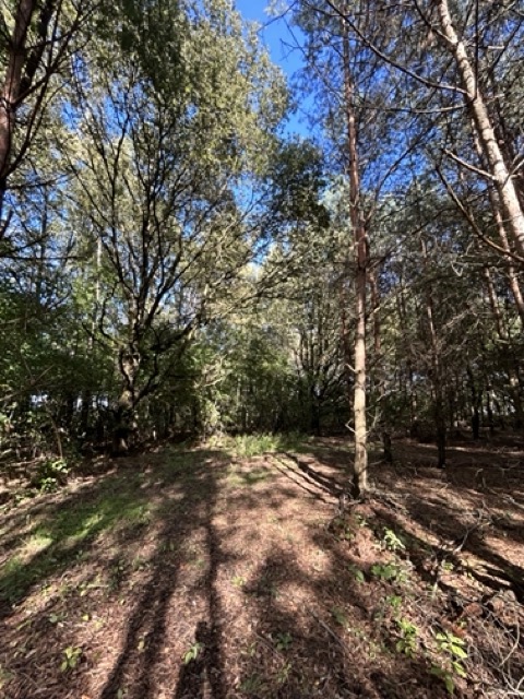 Leśna wioska - deweloperskie osiedle domów - prywatny las