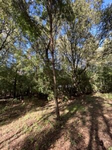 Leśna wioska - deweloperskie osiedle domów - prywatny las