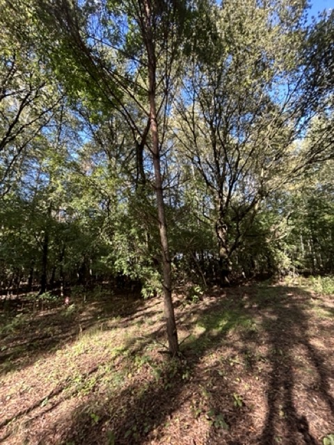 Leśna wioska - deweloperskie osiedle domów - prywatny las